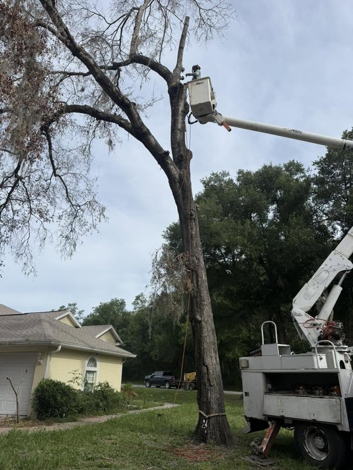 Storm damage tree cleanup in Brooksville, FL
