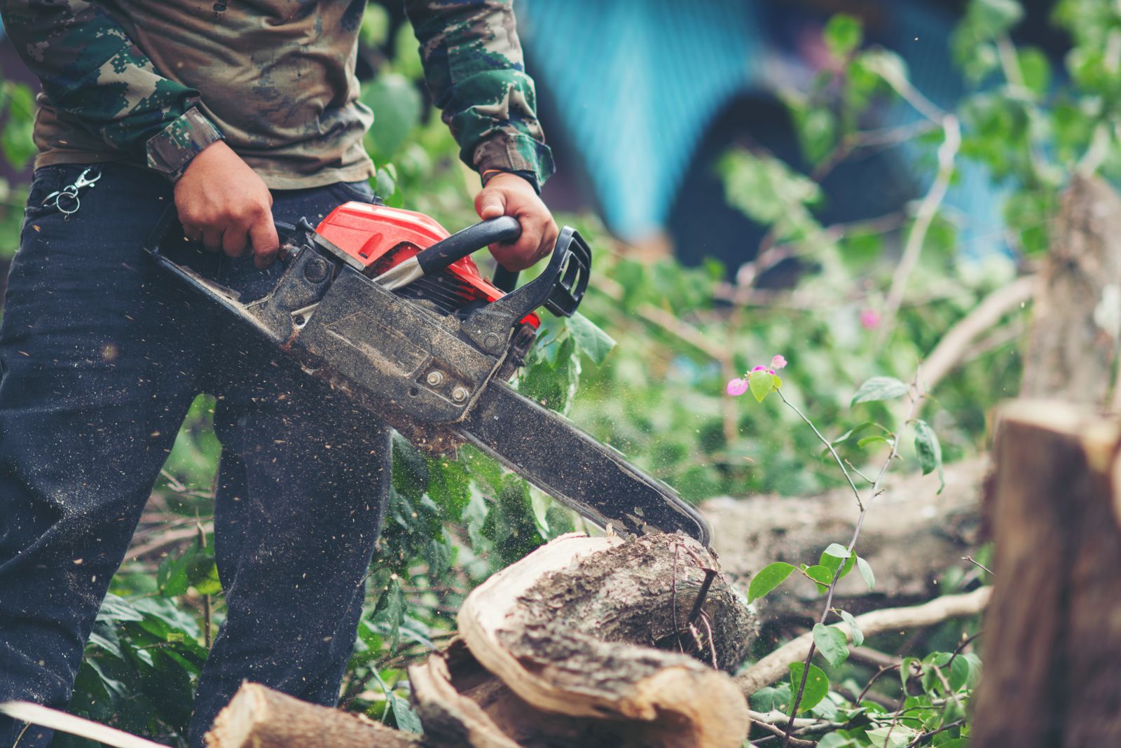 Chainsaw cutting a log during tree cutting work