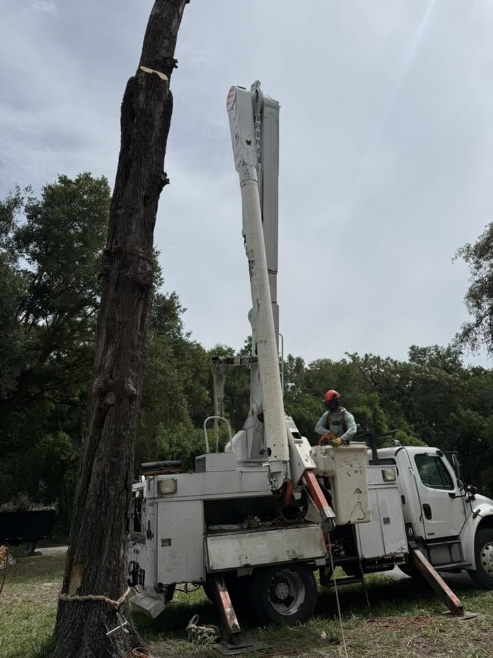 Tree Service in Brooksville, FL crew cutting a large tree