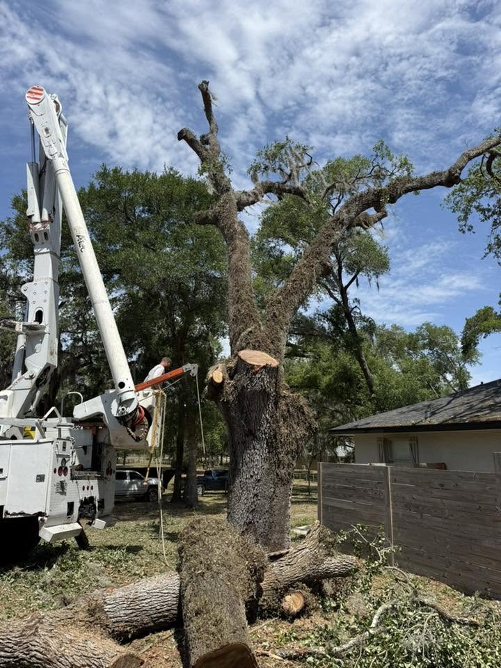 Tree removal work in Brooksville, FL