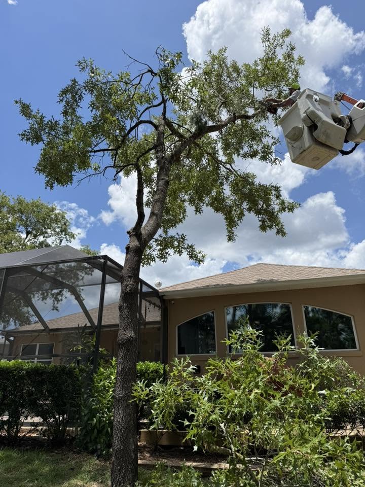 Tree trimming and canopy work